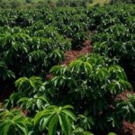 Plantação de café em Minas Gerais com solos em recuperação pela Emater-MG, vista ampla de cafezais saudáveis.