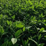 Campos de soja no Mato Grosso, Brasil, ilustrando o setor agrícola com pedidos de recuperação judicial em 2024.