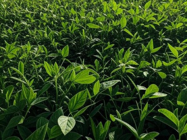 Campos de soja no Mato Grosso, Brasil, ilustrando o setor agrícola com pedidos de recuperação judicial em 2024.