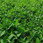 Lavoura de soja no Brasil, com plantas verdes em campo amplo, representando revisões otimistas de USDA e Conab.