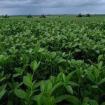 Plantação de soja no Brasil sob céu nublado, representando ameaças ao agronegócio por notícias falsas.