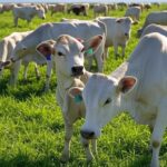 Rebanho de gado nelore em fazenda brasileira com tags de rastreabilidade, representando inovação na pecuária bovina.