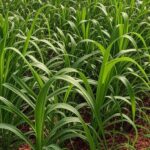 Lavoura de milheto no Nordeste brasileiro protegida por fertilizantes contra gafanhotos.