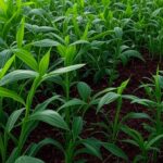 Plantação agrícola sustentável no Brasil com campos de soja e milho, impulsionada por fertilizantes organominerais.