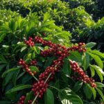 Plantação de café em Minas Gerais, Brasil, destacando liderança na produção de café solúvel.