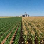 Campos de grãos no Brasil representando negociação 24 horas de commodities agrícolas como soja e milho.