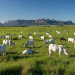 Rebanho de gado bovino em fazenda brasileira, ilustrando exportação de carne para China.