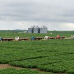 Plantação de soja no Cerrado brasileiro com silos e caminhões, representando debate sobre importação de biodiesel e riscos econômicos.