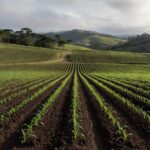 Campos de milho em plantio em Santa Catarina, atingindo 45,3% da área para safra 2024/25.