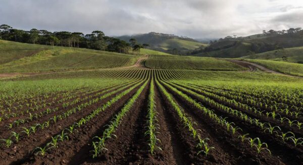 Campos de milho em plantio em Santa Catarina, atingindo 45,3% da área para safra 2024/25.