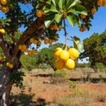 Plantação de murici-do-cerrado no Cerrado brasileiro, com frutas amarelas maduras, representando pesquisa da Embrapa sobre óleo essencial contra patógenos.