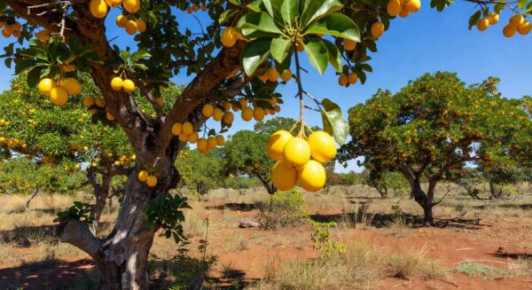 Plantação de murici-do-cerrado no Cerrado brasileiro, com frutas amarelas maduras, representando pesquisa da Embrapa sobre óleo essencial contra patógenos.