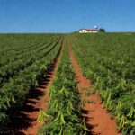 Plantação de feijão carioca em área rural de São Paulo, ilustrando aumento de preços em fevereiro de 2024.