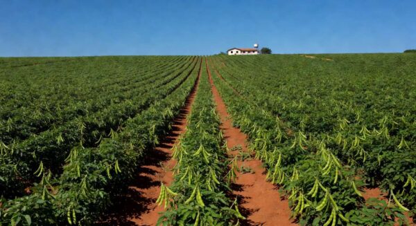 Plantação de feijão carioca em área rural de São Paulo, ilustrando aumento de preços em fevereiro de 2024.