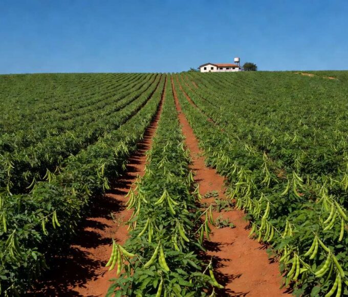 Plantação de feijão carioca em área rural de São Paulo, ilustrando aumento de preços em fevereiro de 2024.