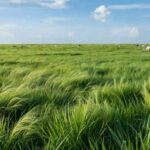 Pastagem verde no Brasil pronta para pastejo, elevando produtividade agrícola.