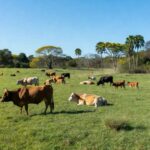 Rebanho de gado Wagyu em planície brasileira, ilustrando salto de 30% nos abates e impulso à pecuária premium em 2025.