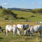 Rebanho de bois gordos em fazenda no interior de São Paulo, ilustrando alta no preço da arroba do boi gordo para R$ 350 em fevereiro.