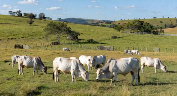 Rebanho de bois gordos em fazenda no interior de São Paulo, ilustrando alta no preço da arroba do boi gordo para R$ 350 em fevereiro.