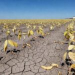 Plantação de soja seca no Rio Grande do Sul, afetada por seca e calor, reduzindo produtividade.