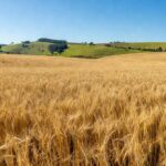 Campo de trigo dourado no sul do Brasil, representando safra abundante de grãos.
