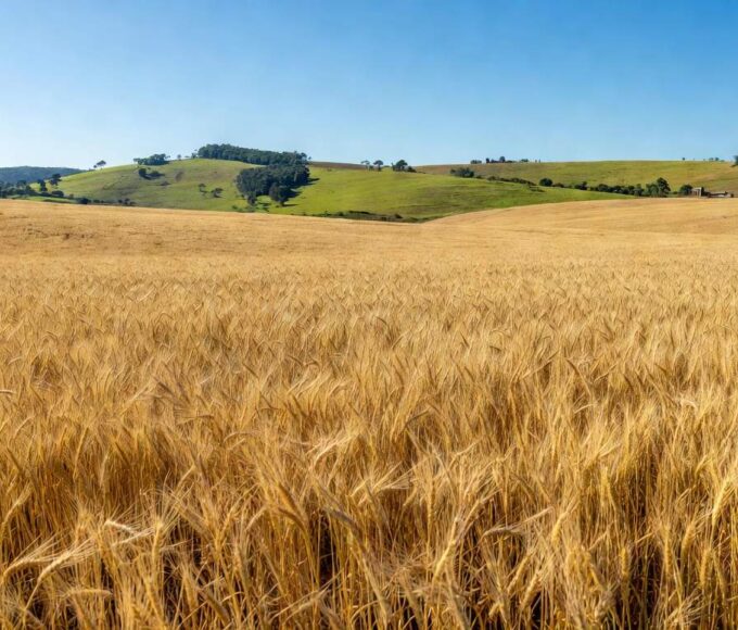 Campo de trigo dourado no sul do Brasil, representando safra abundante de grãos.