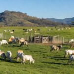 Fazenda de gado no Brasil com rebanho pastando, ilustrando projeções de importações de carne bovina pelos EUA.