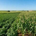 Campos de grãos no Brasil, com plantações de soja e milho, representando projeção de redução na área plantada.
