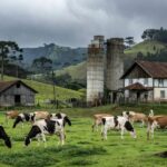 Fazenda leiteira em Santa Catarina com vacas e silos, representando manifesto do setor contra crise de preços.