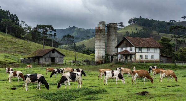 Fazenda leiteira em Santa Catarina com vacas e silos, representando manifesto do setor contra crise de preços.