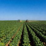 Plantação de soja no Mato Grosso, Brasil, ilustrando contexto agrícola de litígios sobre herbicida Roundup.