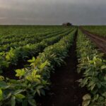 Plantação de soja no Brasil com sinais de pragas agrícolas, em estilo fotojornalístico.