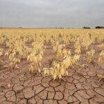 Plantação de soja no Brasil afetada por seca, com solo rachado e folhas murchas, representando variações no mercado de negociações.