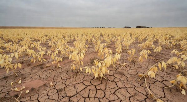 Plantação de soja no Brasil afetada por seca, com solo rachado e folhas murchas, representando variações no mercado de negociações.