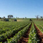 Campos de soja em Goiás, simbolizando o setor agro e propostas governamentais para revogação de taxas e anistia de multas.