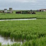 Campos de arroz inundados no Rio Grande do Sul, representando produtores endividados e apoio jurídico da Federarroz.