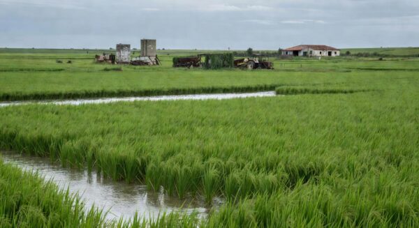 Campos de arroz inundados no Rio Grande do Sul, representando produtores endividados e apoio jurídico da Federarroz.