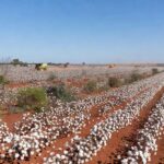 Plantação de algodão no Brasil, com campos extensos e algodoeiros maduros, representando estimativa de queda na produção para safra 2025/26.