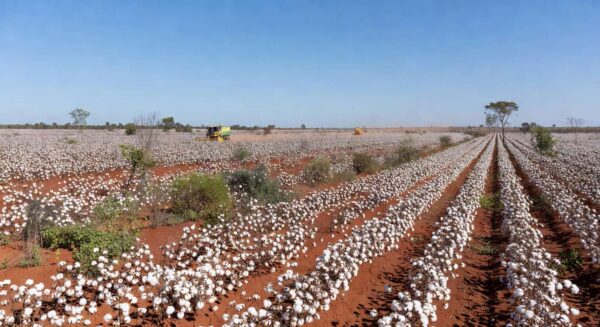 Plantação de algodão no Brasil, com campos extensos e algodoeiros maduros, representando estimativa de queda na produção para safra 2025/26.