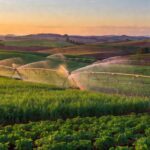 Plantação agrícola em São Paulo com irrigação sustentável, representando investimento do governo em produtores rurais.