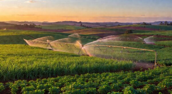 Plantação agrícola em São Paulo com irrigação sustentável, representando investimento do governo em produtores rurais.