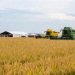 Campos de arroz em colheita com máquinas e estrutura de evento em Capão do Leão, RS.