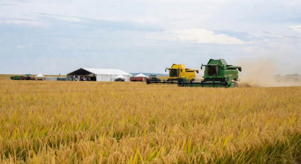 Campos de arroz em colheita com máquinas e estrutura de evento em Capão do Leão, RS.