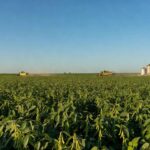 Plantação de soja no Mato Grosso, Brasil, com campos verdes e silos ao fundo, representando produção agrícola.