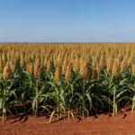 Plantação de sorgo BRS 662 com alta produtividade em campo brasileiro.