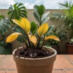 Zamioculcas amareladas em vaso com borra de café aplicada no solo, técnica de recuperação no Brasil.