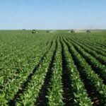 Campos de soja no interior do Brasil, representando o agronegócio em meio a negociações comerciais internacionais.