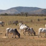 Rebanho de gado Brahman em fazenda brasileira durante prova de eficiência.
