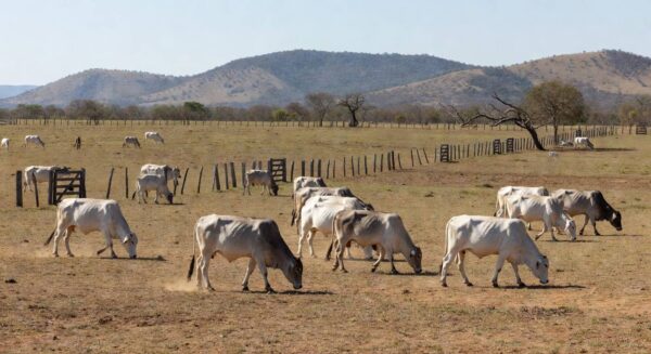Rebanho de gado Brahman em fazenda brasileira durante prova de eficiência.
