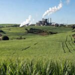 Plantação de cana-de-açúcar no Brasil, impactada por preços globais de açúcar devido a medicamentos como Ozempic e Wegovy.